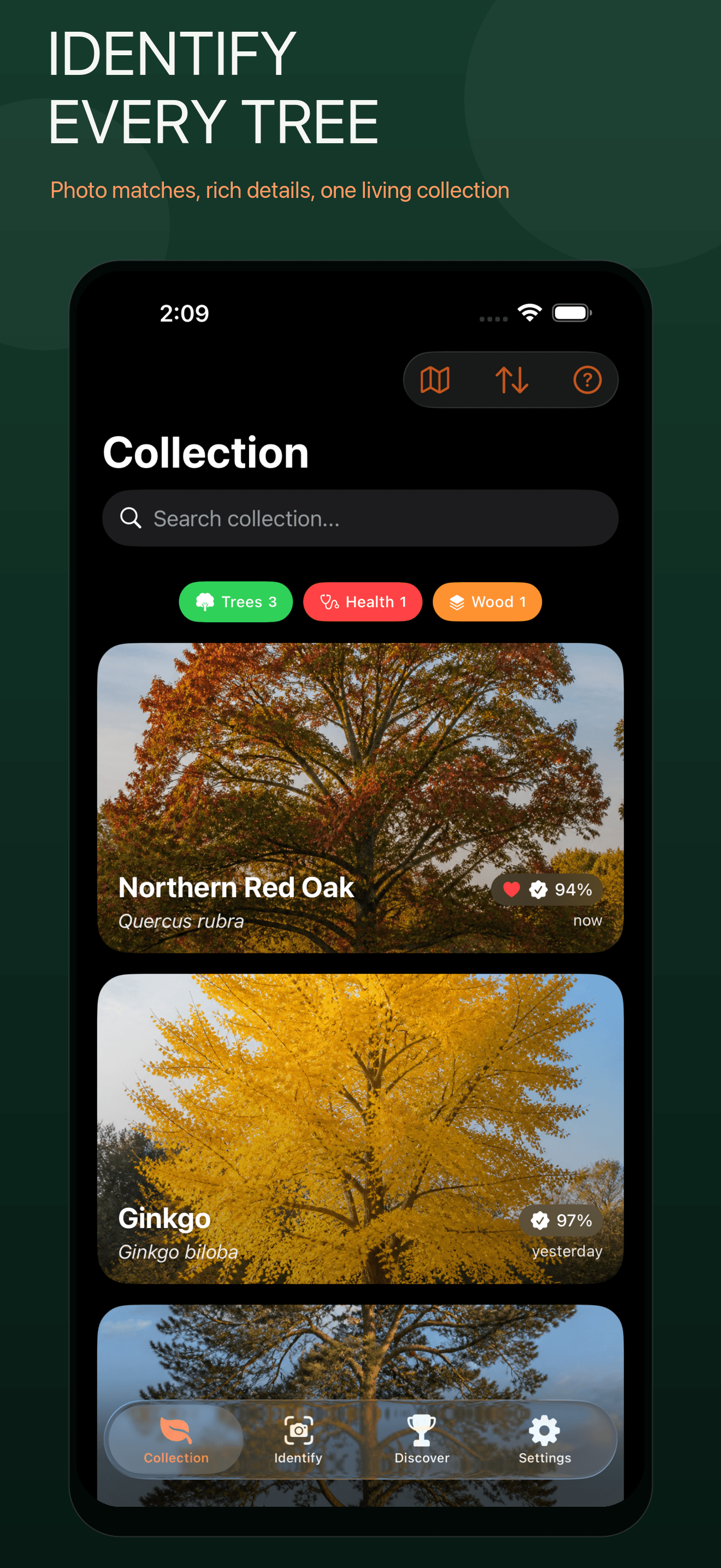 Groven tree collection with Northern Red Oak, Ginkgo, and Scots Pine
